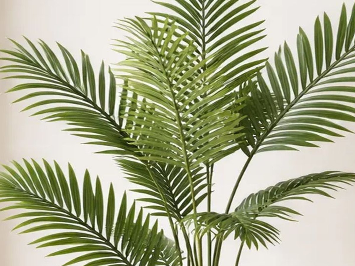 Areca Palm Tree gallery view 3