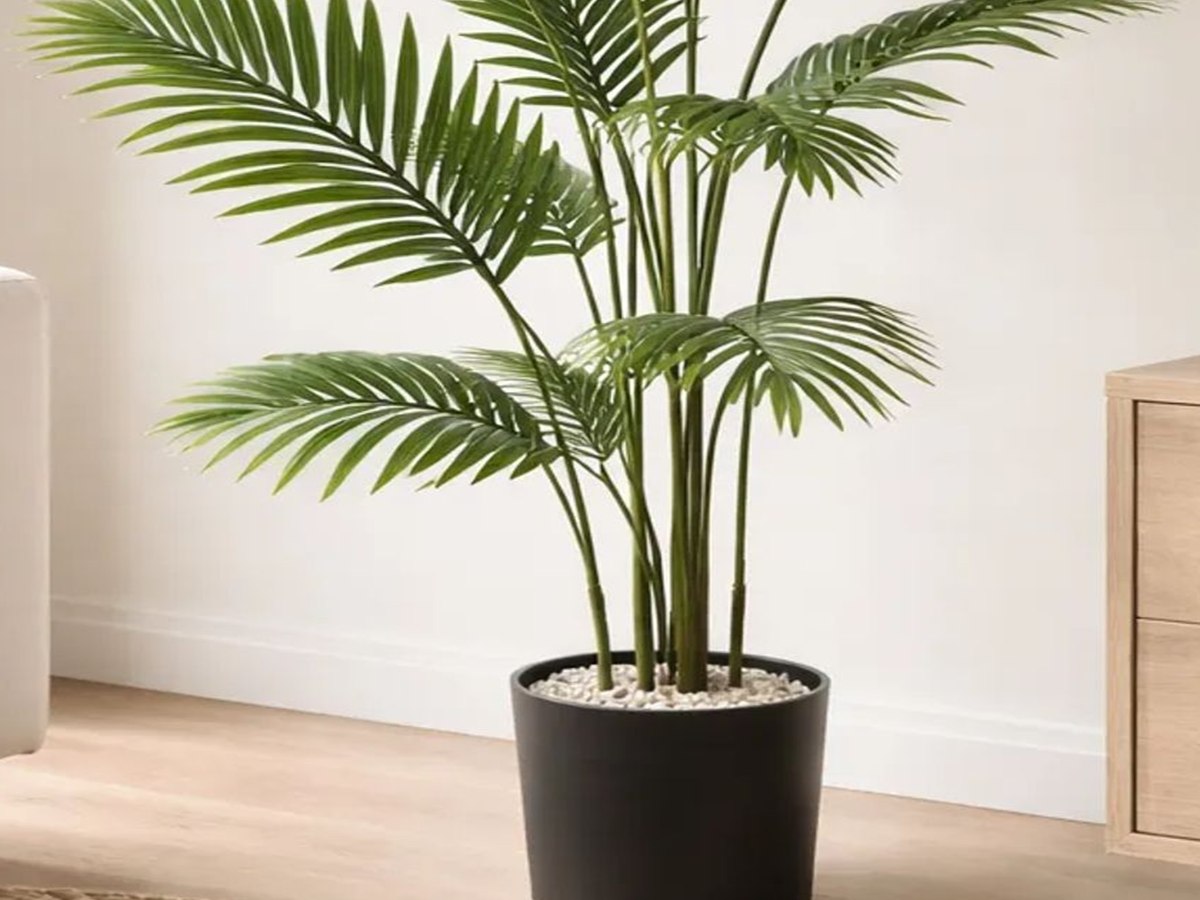 Areca Palm Tree gallery view 4