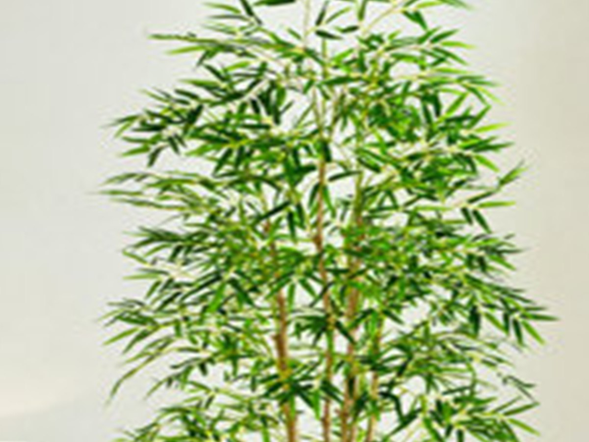 Bamboo Tree gallery view 3