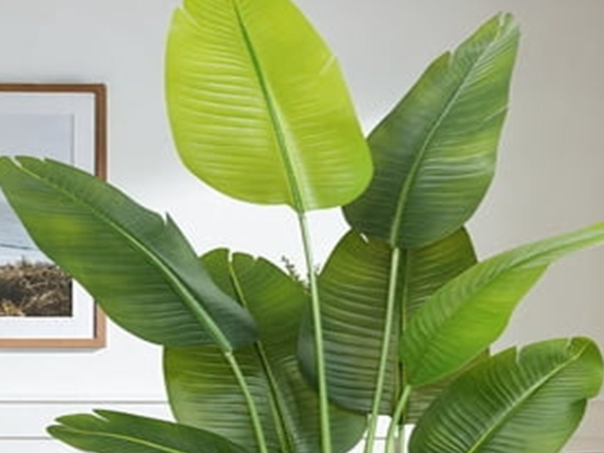 Banana Leaf Tree gallery view 3