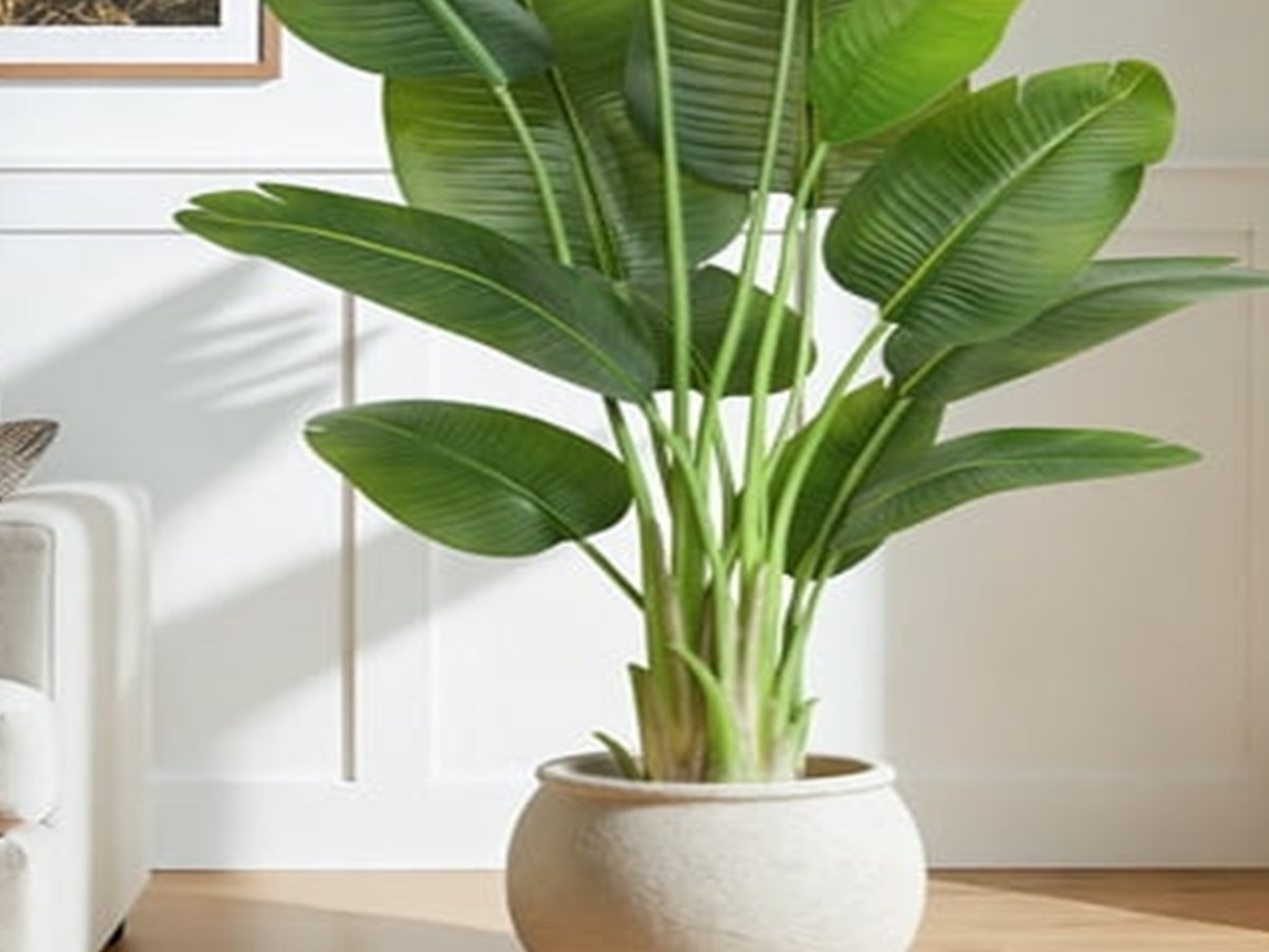 Banana Leaf Tree gallery view 4