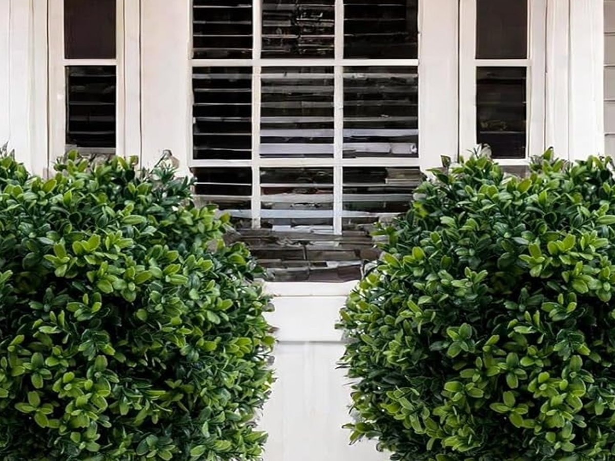 Boxwood Topiary Tree gallery view 3