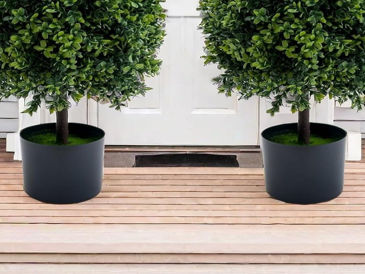 Boxwood Topiary Tree gallery view 4