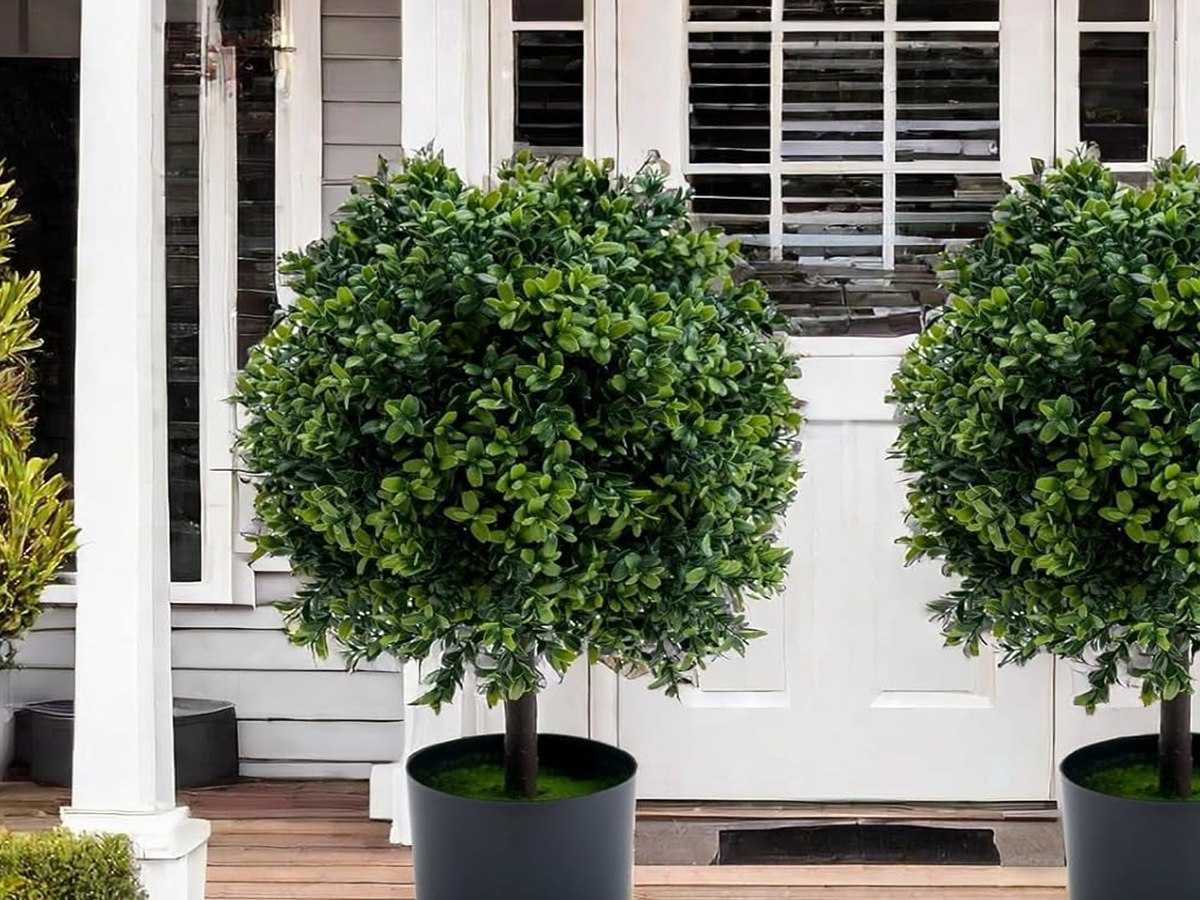 Boxwood Topiary Tree gallery view 5