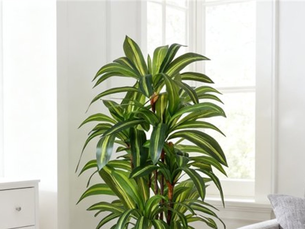 Dracaena Tree gallery view 2