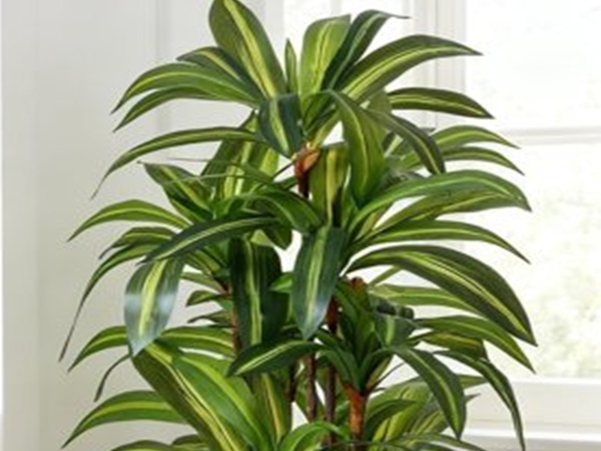 Dracaena Tree gallery view 3