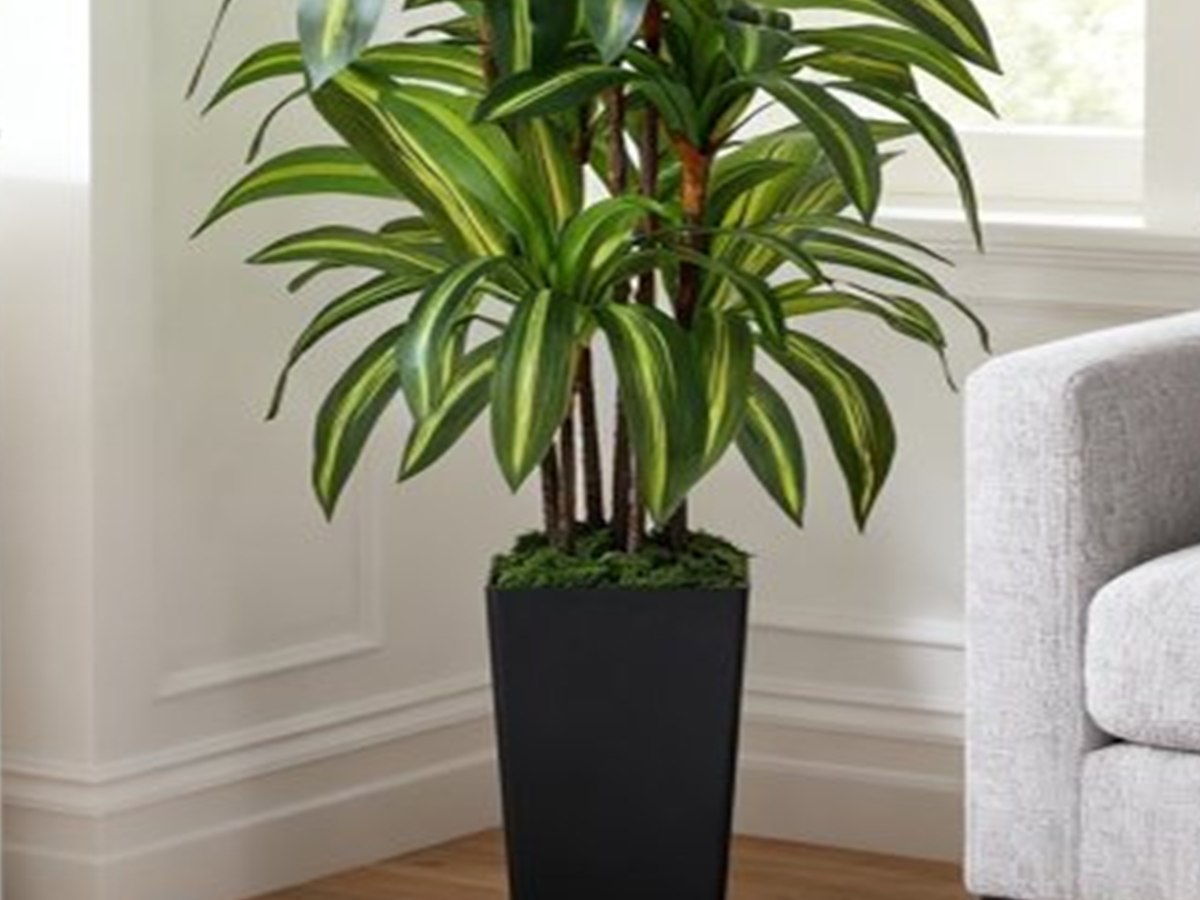 Dracaena Tree gallery view 4