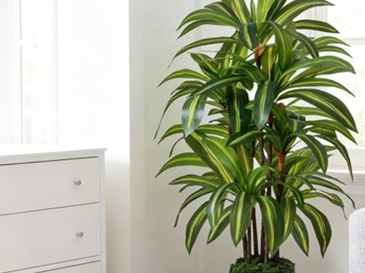 Dracaena Tree gallery view 5