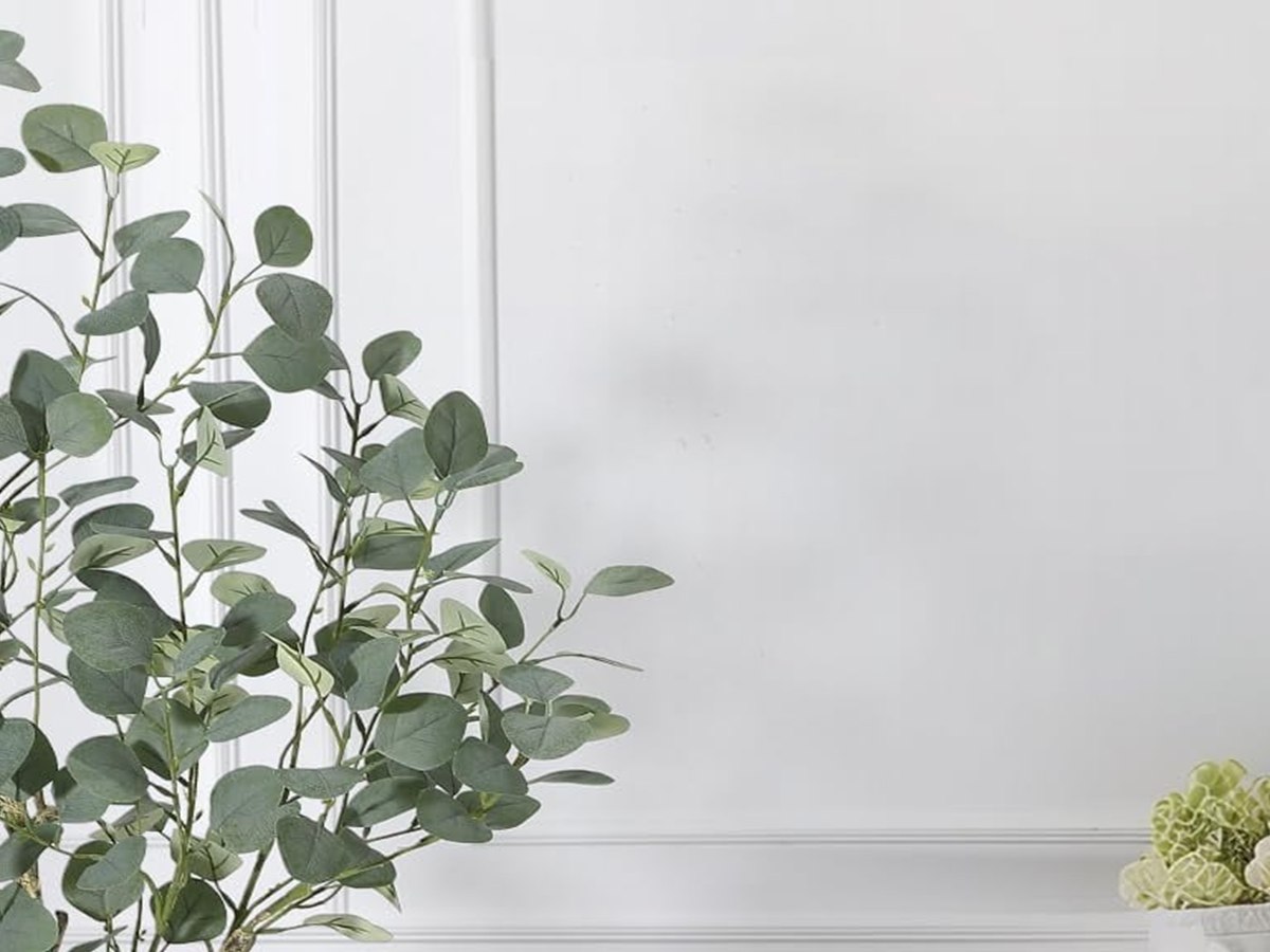 Eucalyptus Tree gallery view 3