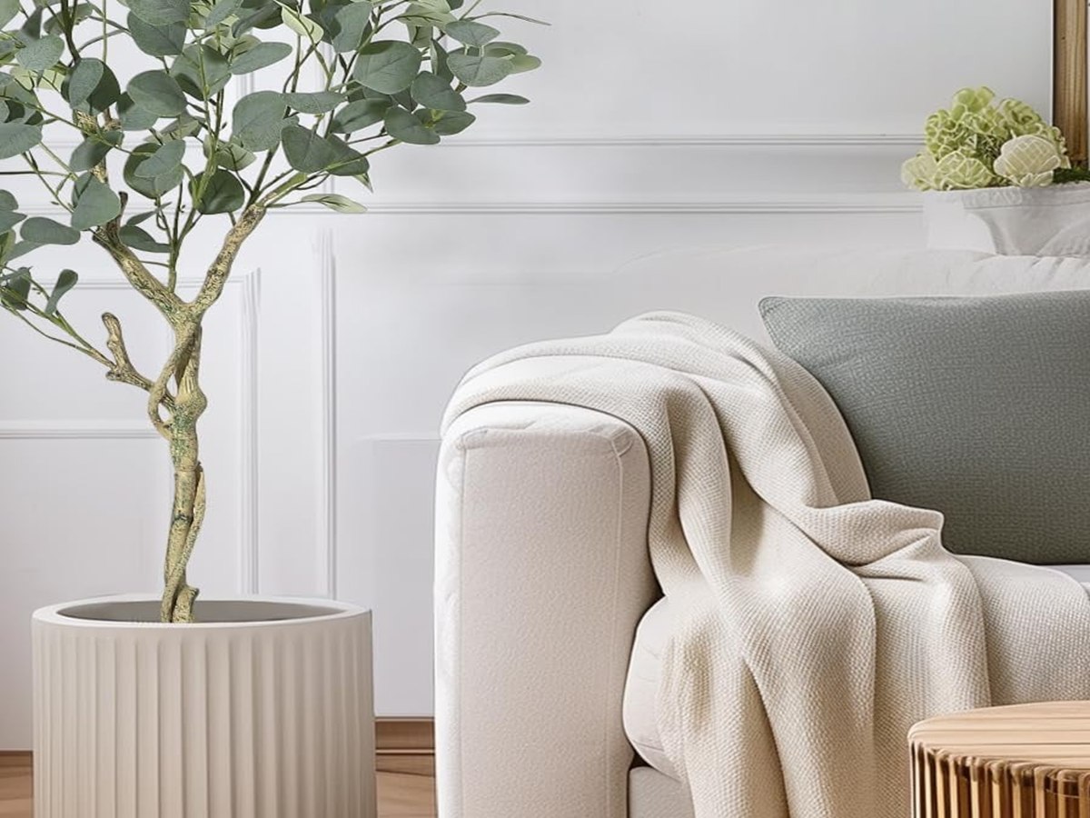 Eucalyptus Tree gallery view 4