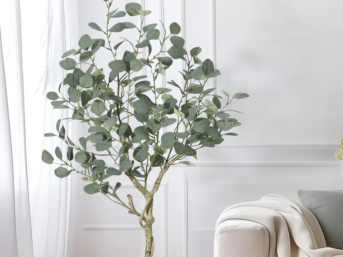 Eucalyptus Tree gallery view 5