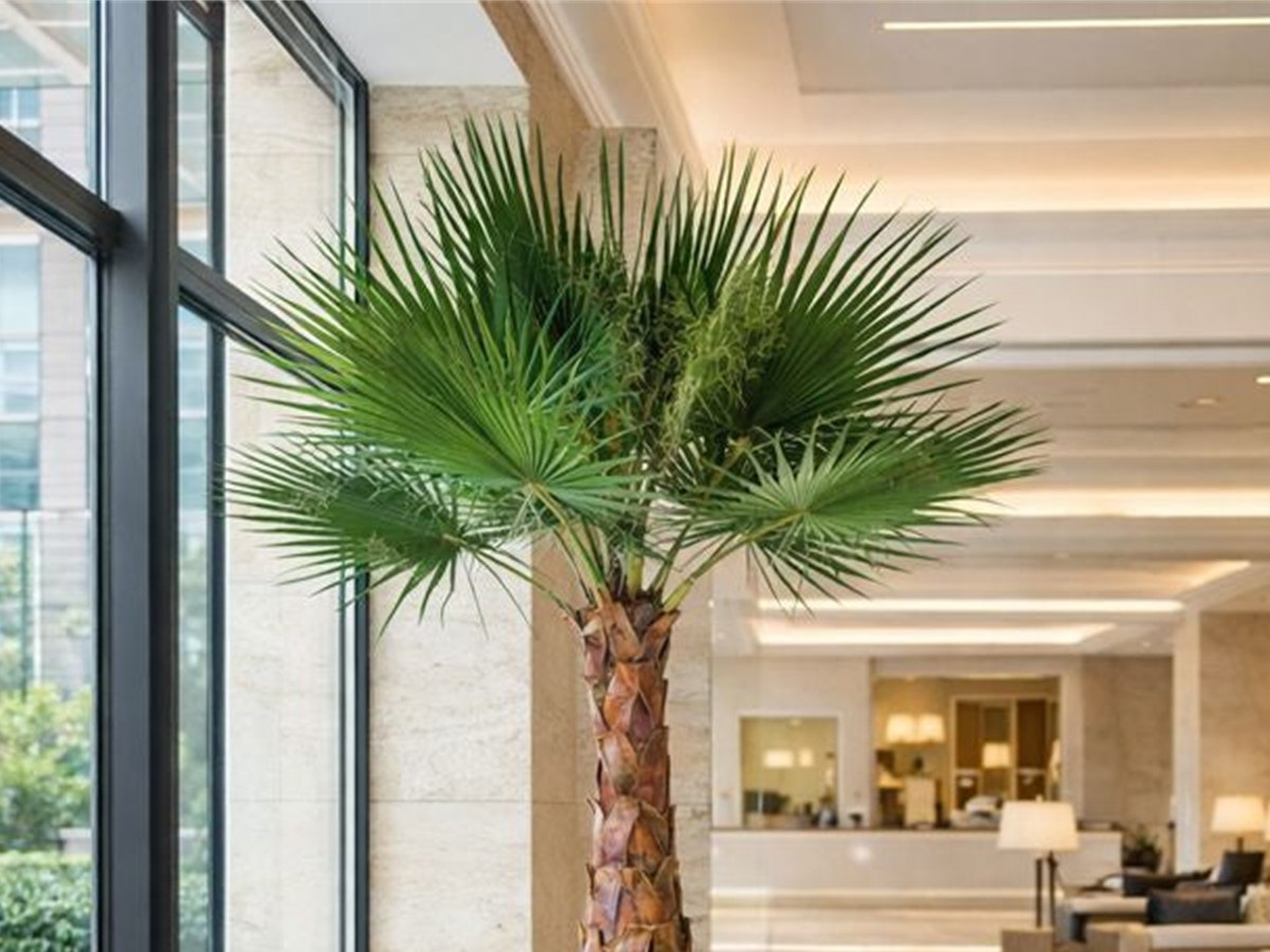 Fan Palm Tree gallery view 2