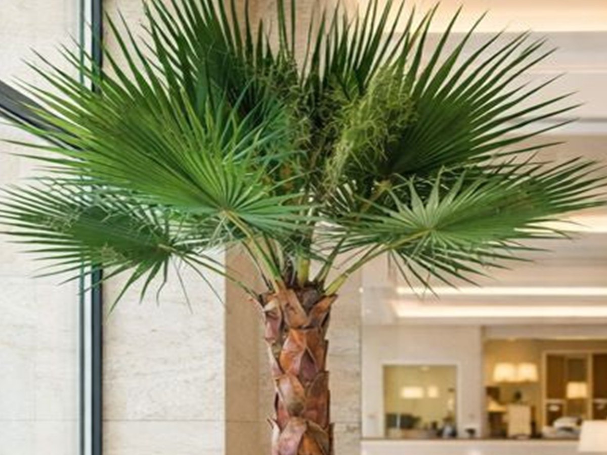 Fan Palm Tree gallery view 3