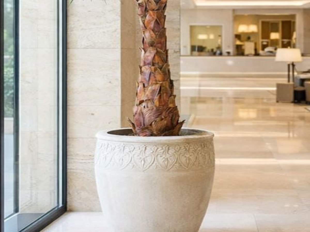 Fan Palm Tree gallery view 4
