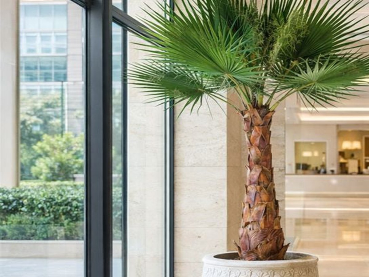 Fan Palm Tree gallery view 5