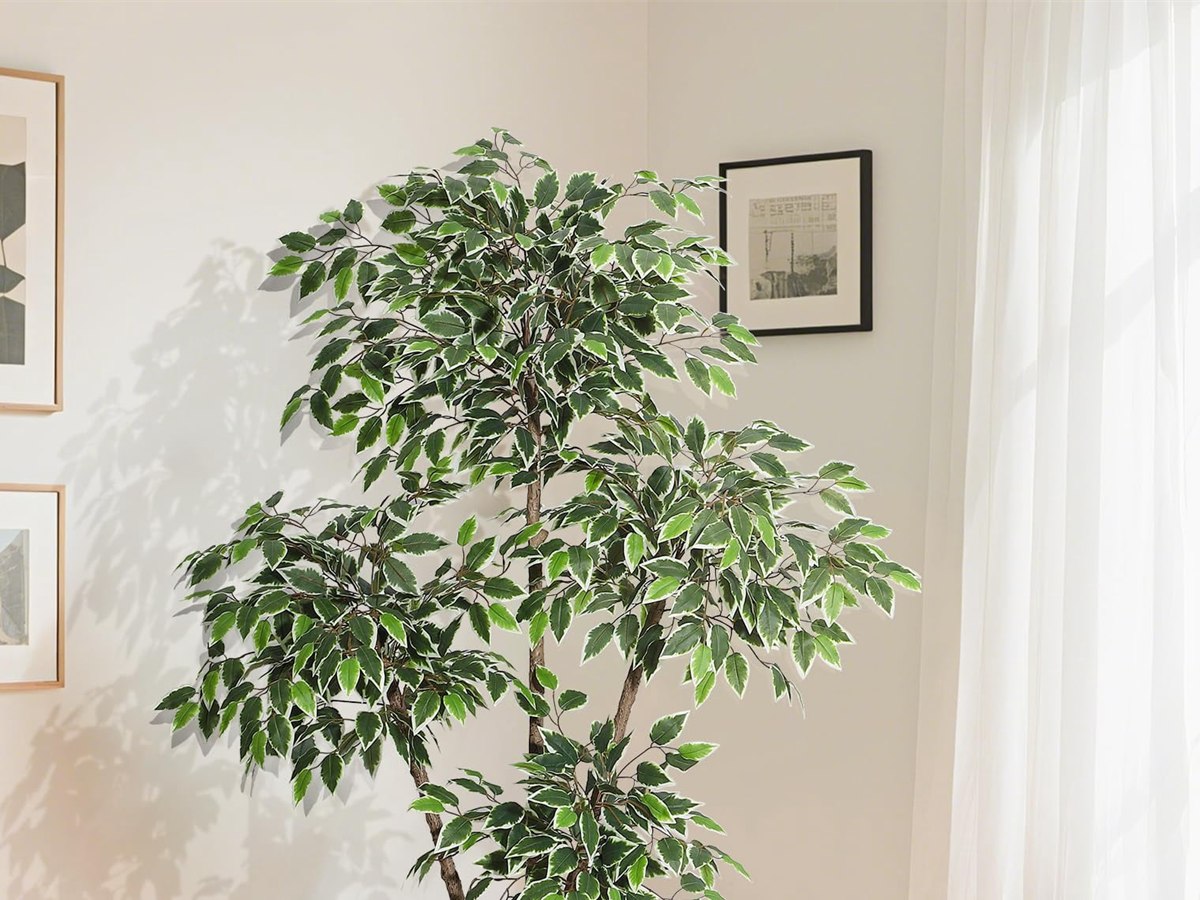 Ficus Tree gallery view 2