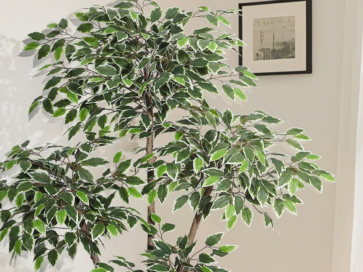 Ficus Tree gallery view 3