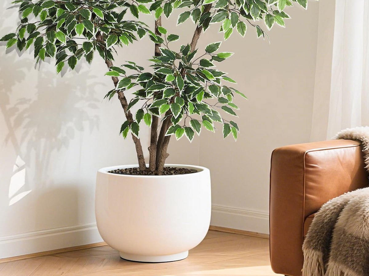 Ficus Tree gallery view 4