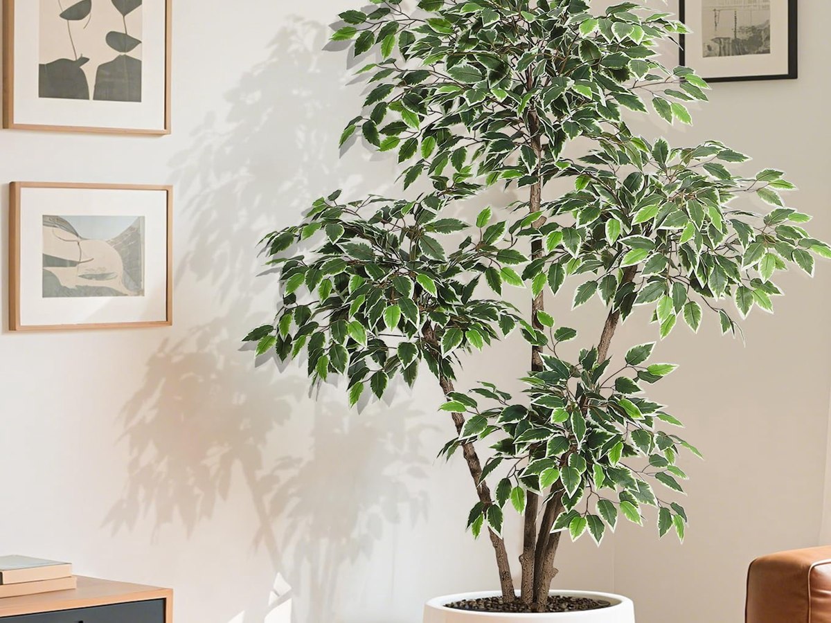 Ficus Tree gallery view 5
