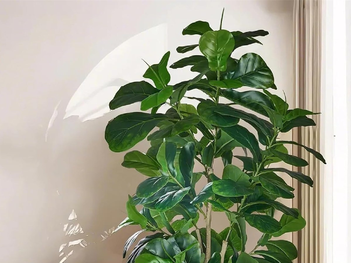 Fiddle Leaf Fig Tree gallery view 2