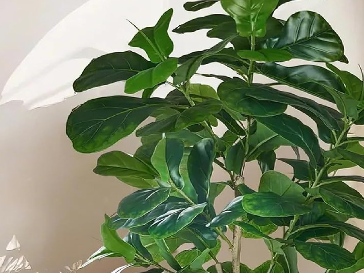 Fiddle Leaf Fig Tree gallery view 3