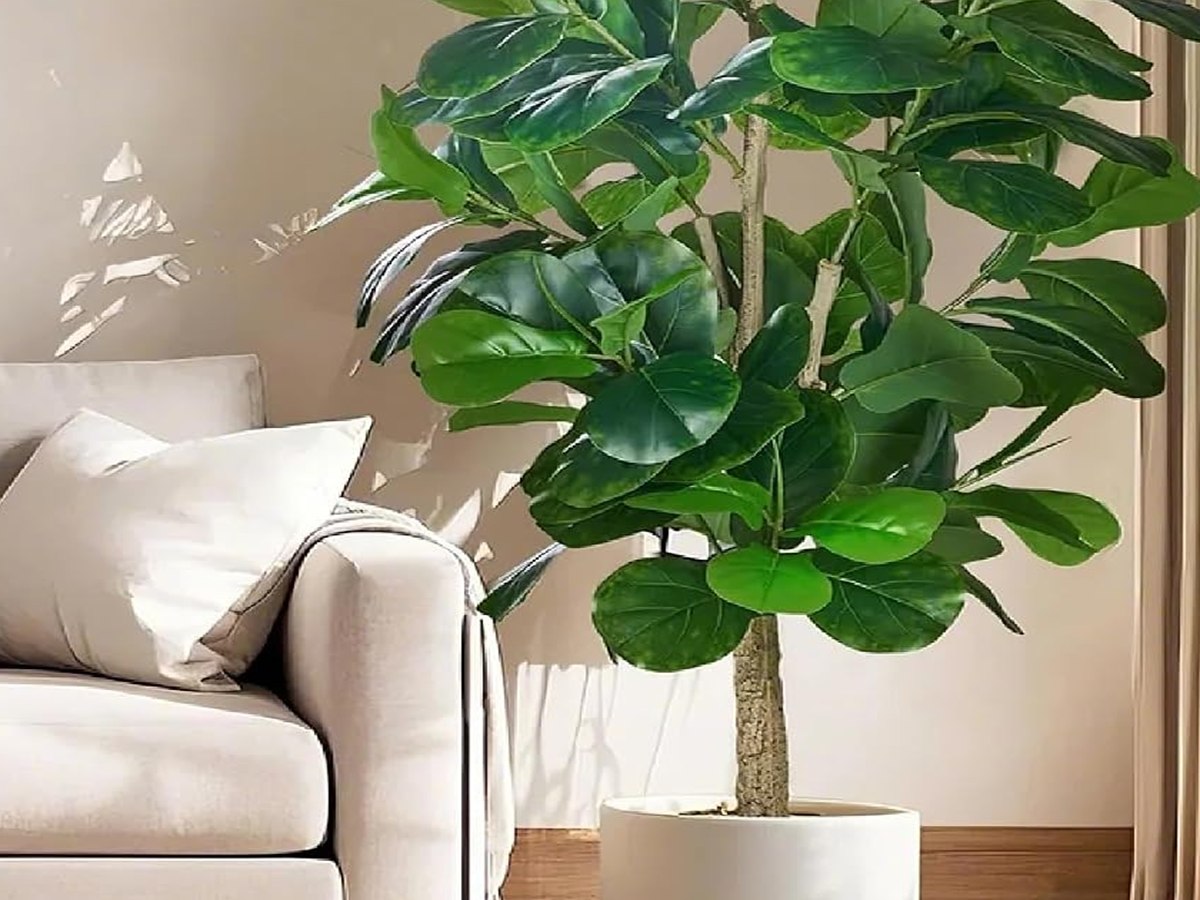 Fiddle Leaf Fig Tree gallery view 4