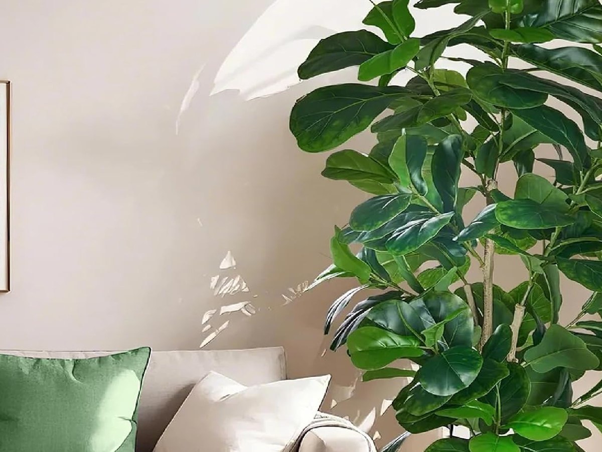 Fiddle Leaf Fig Tree gallery view 5