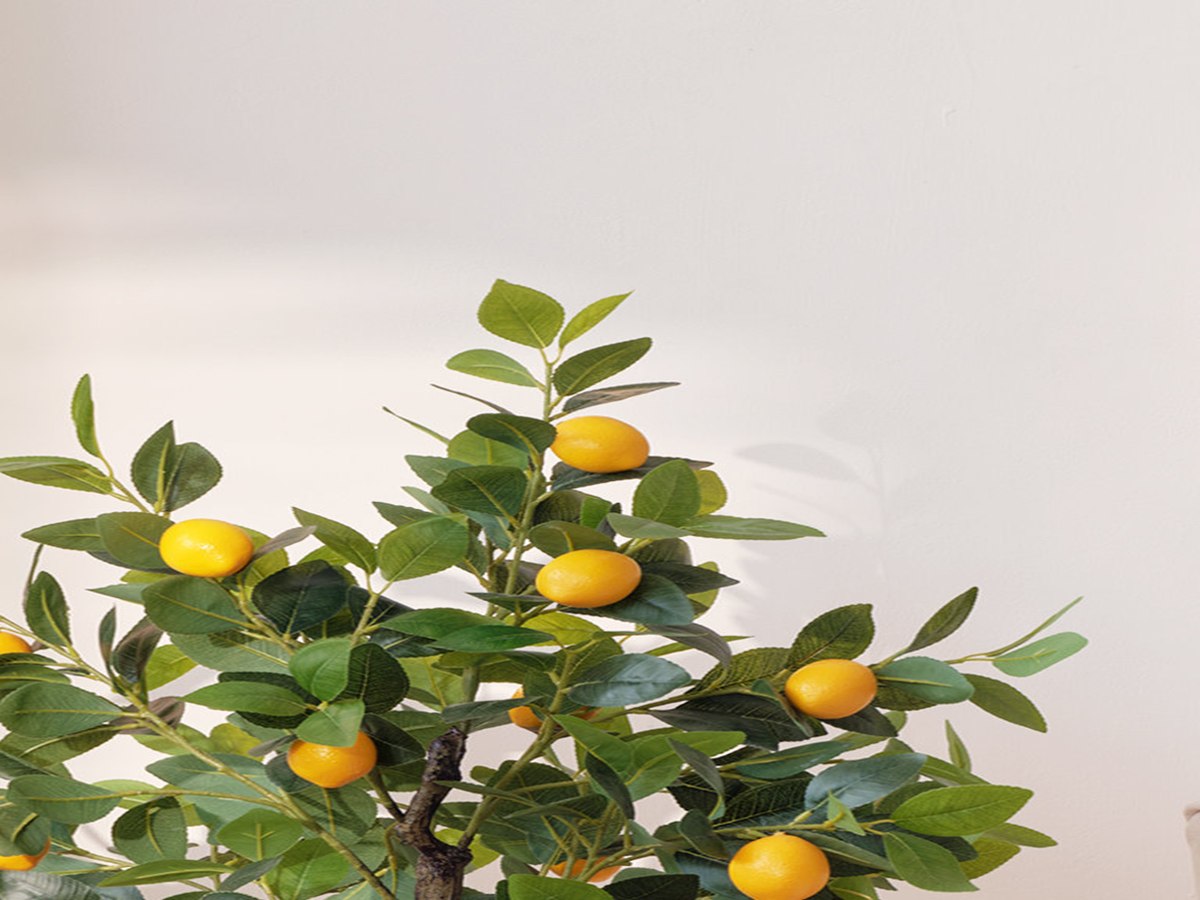 Lemon Tree gallery view 3