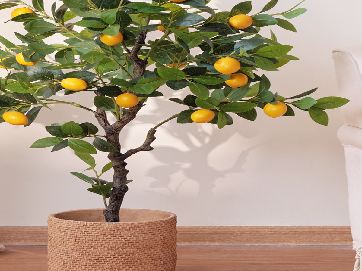 Lemon Tree gallery view 4