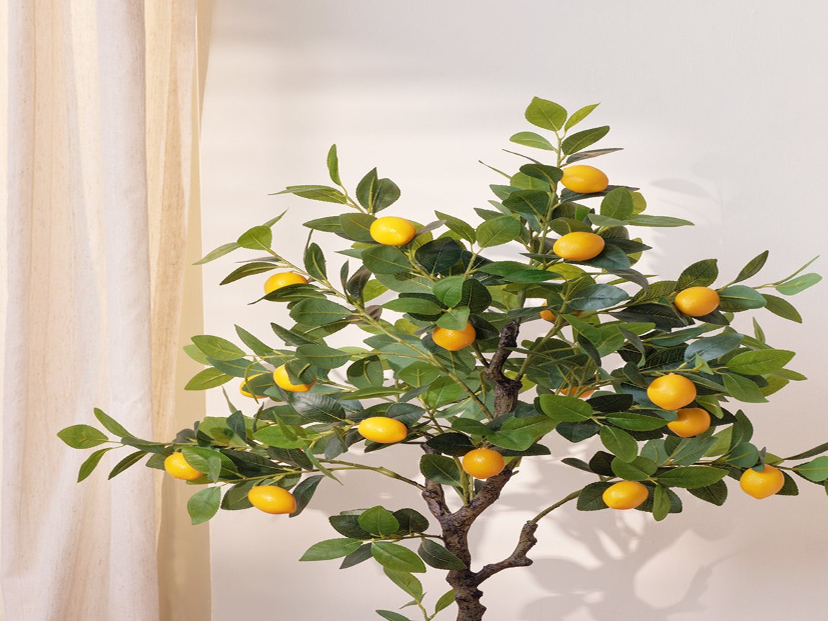 Lemon Tree gallery view 5