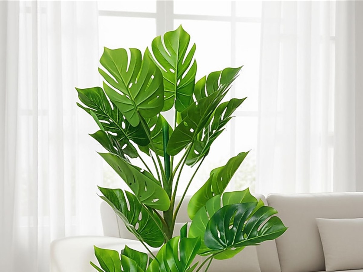 Monstera Tree gallery view 2