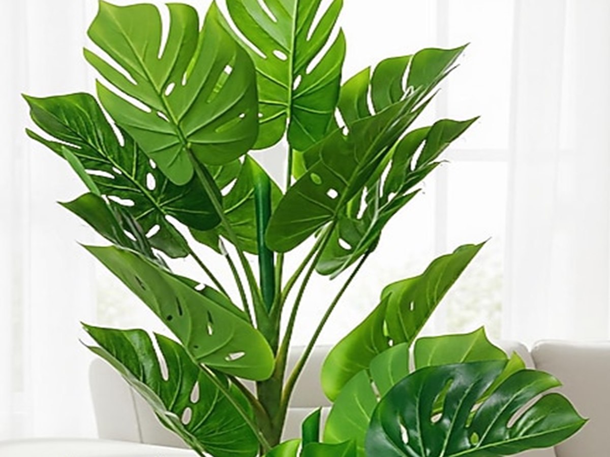 Monstera Tree gallery view 3