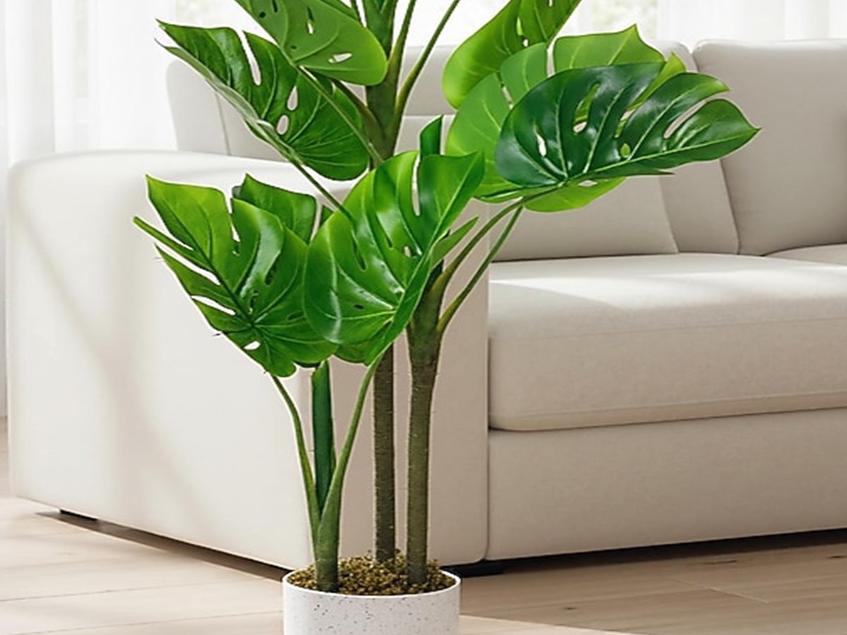 Monstera Tree gallery view 4