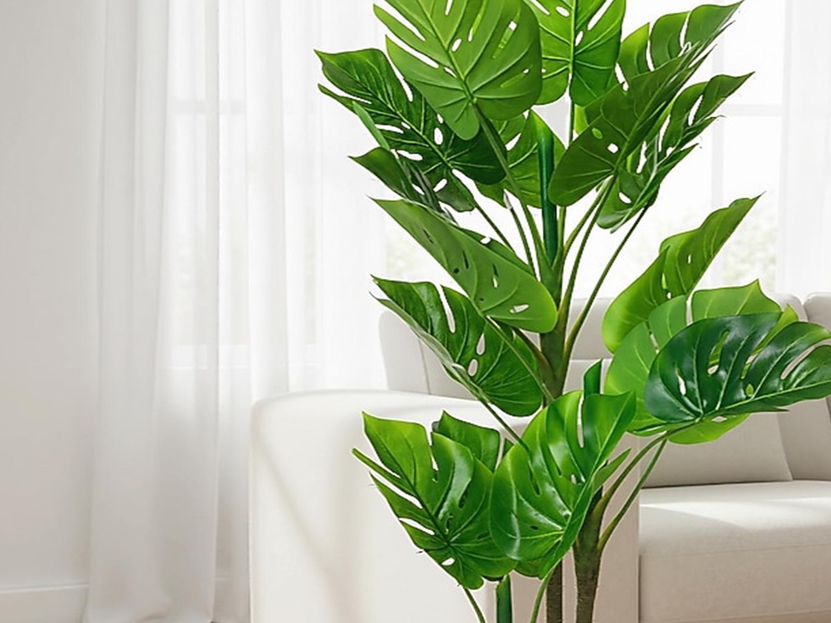 Monstera Tree gallery view 5