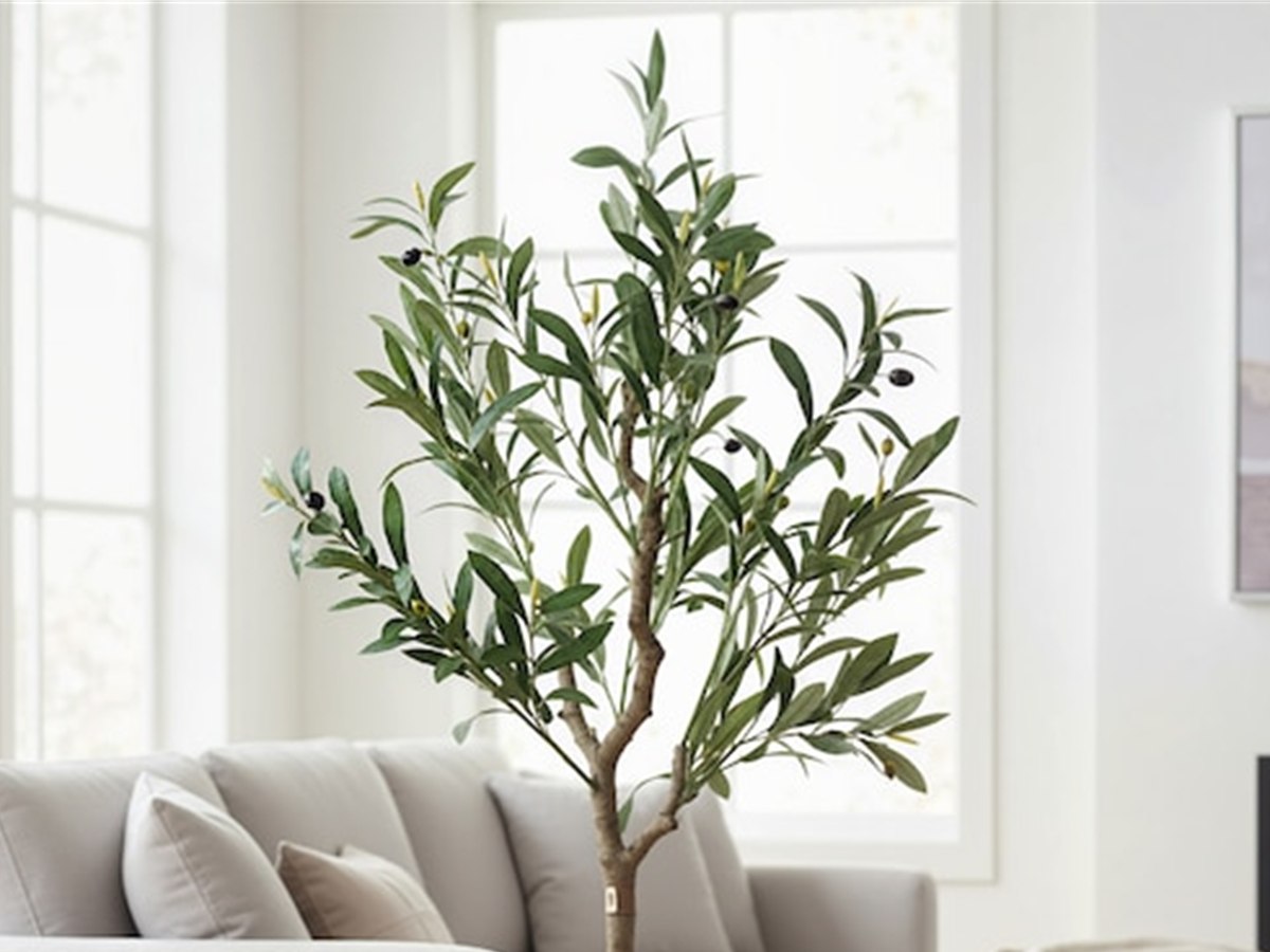 Olive Tree gallery view 2