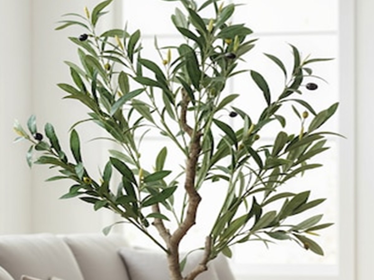 Olive Tree gallery view 3