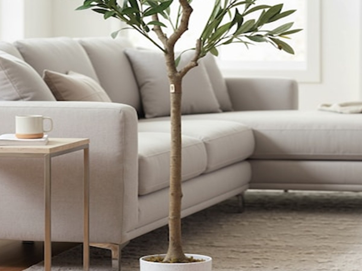 Olive Tree gallery view 4