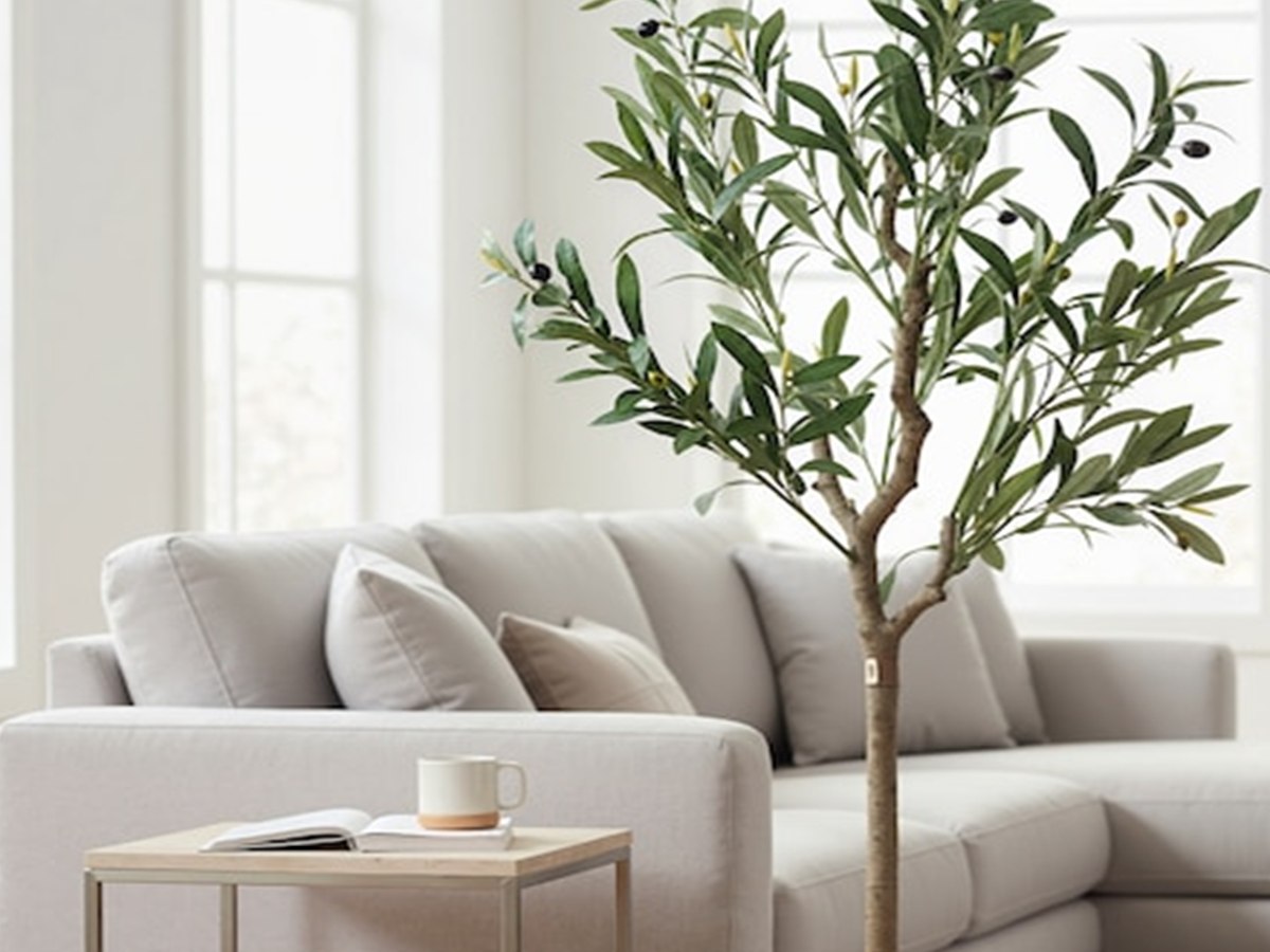 Olive Tree gallery view 5
