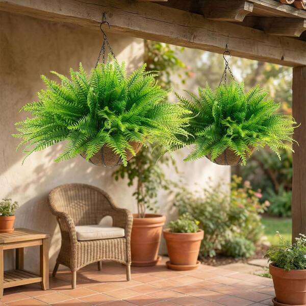 Boston Fern Basket styled selling photo