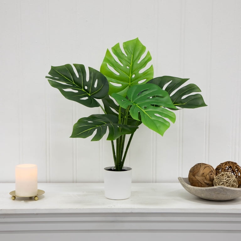 Mini Monstera Pot styled selling photo
