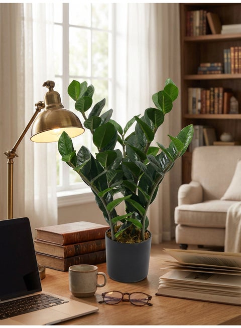 ZZ Plant Pot styled selling photo