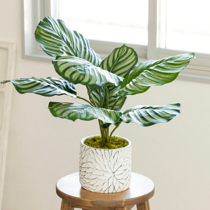 Calathea Pot styled selling photo