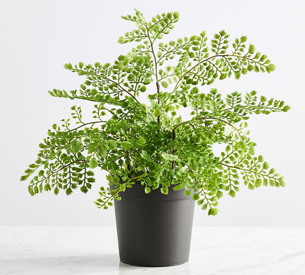Maidenhair Fern styled selling photo
