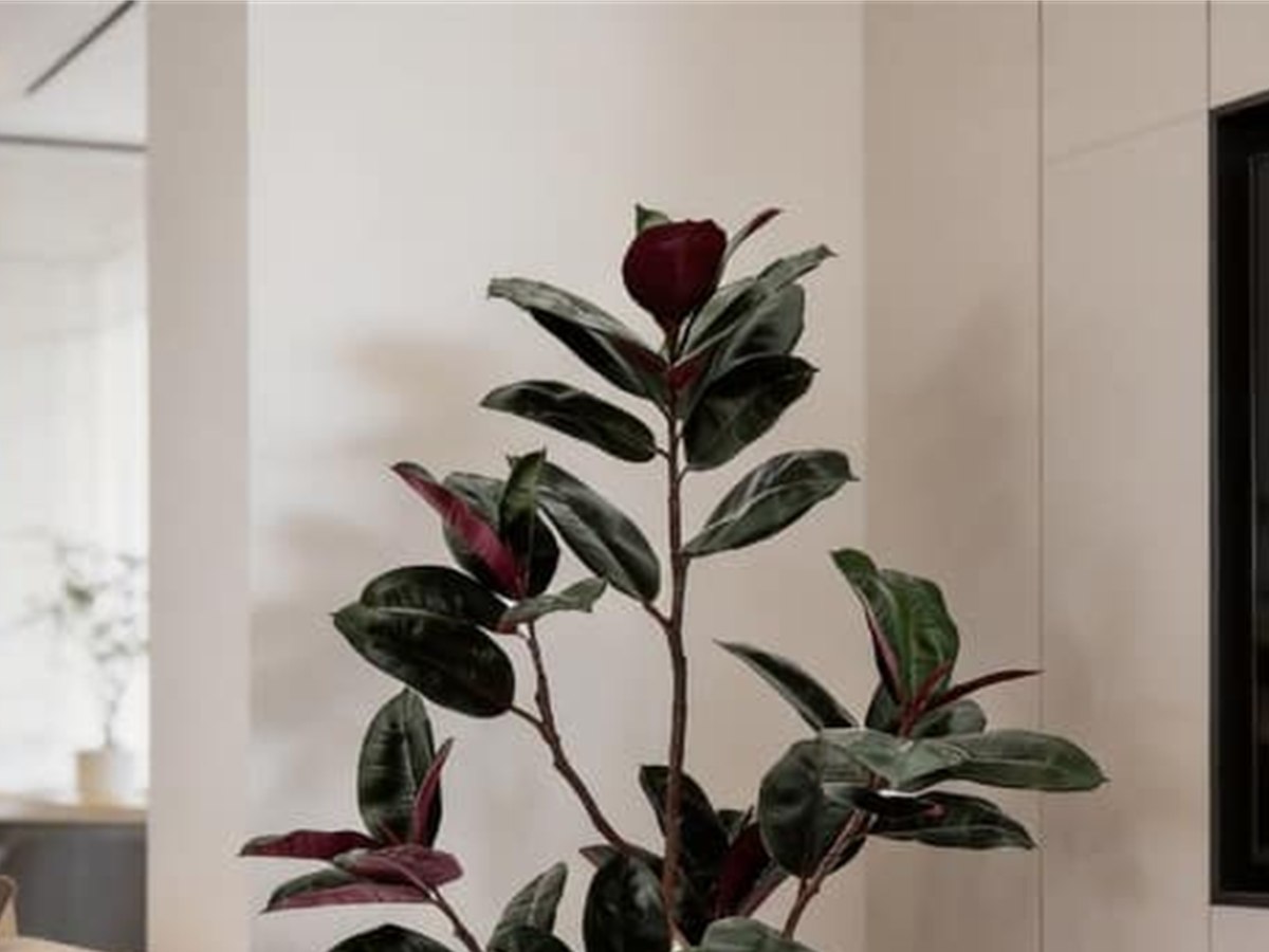 Rubber Tree gallery view 2