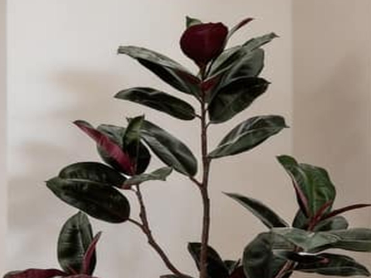 Rubber Tree gallery view 3