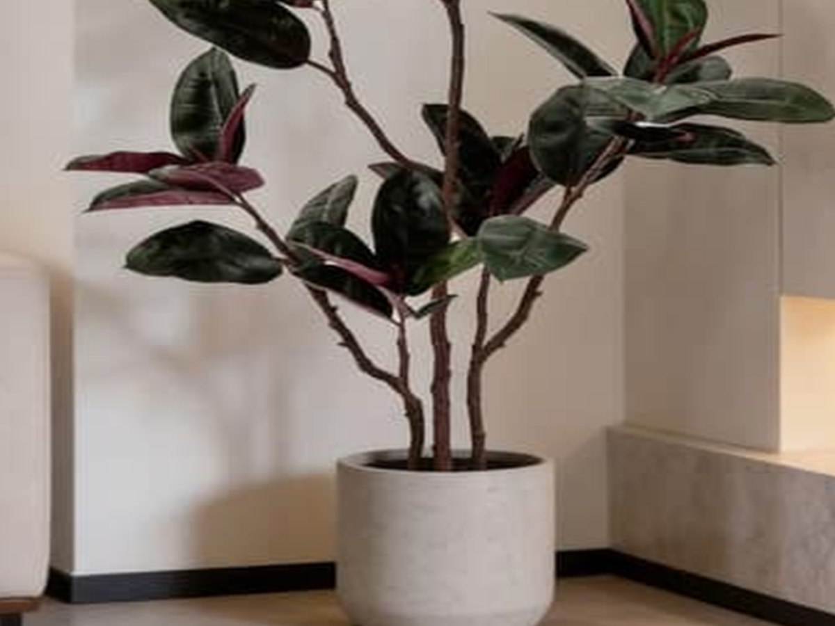 Rubber Tree gallery view 4