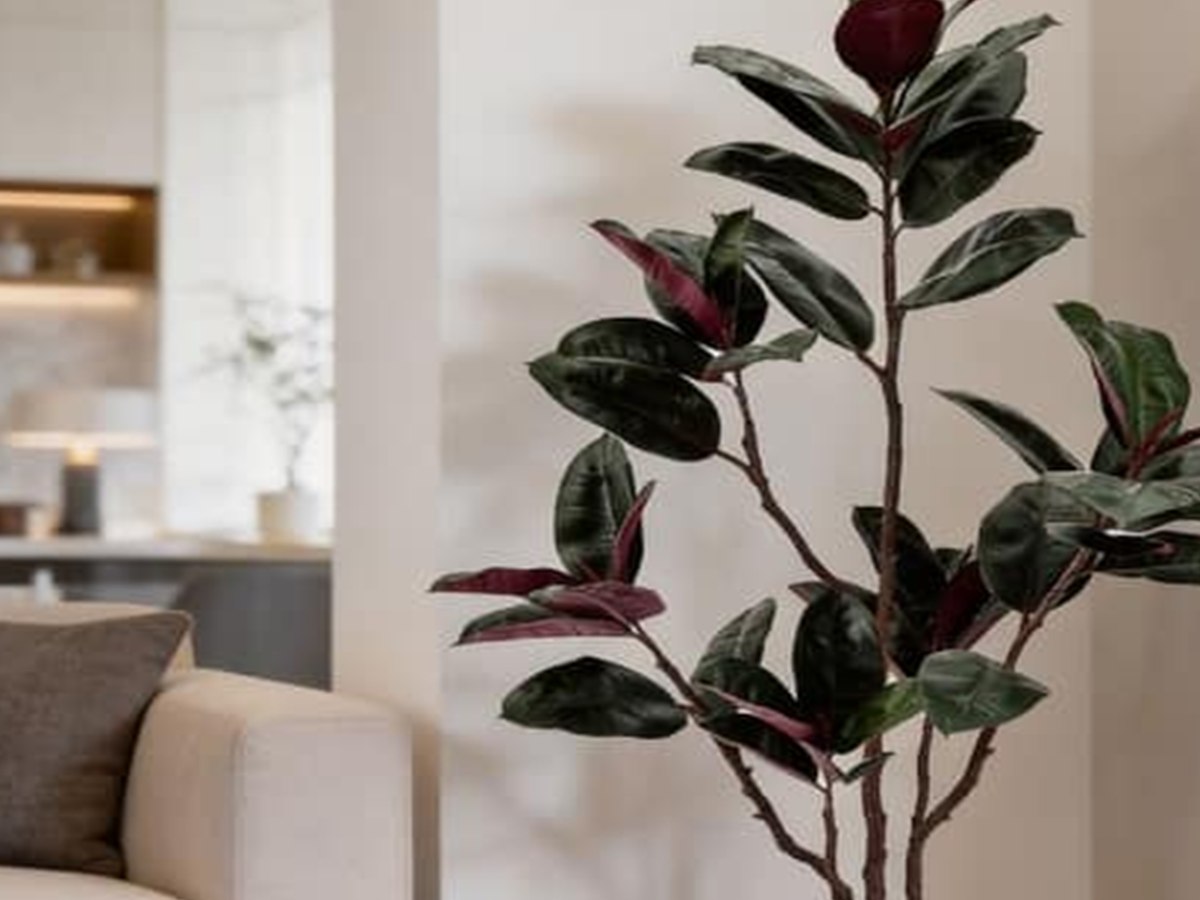 Rubber Tree gallery view 5