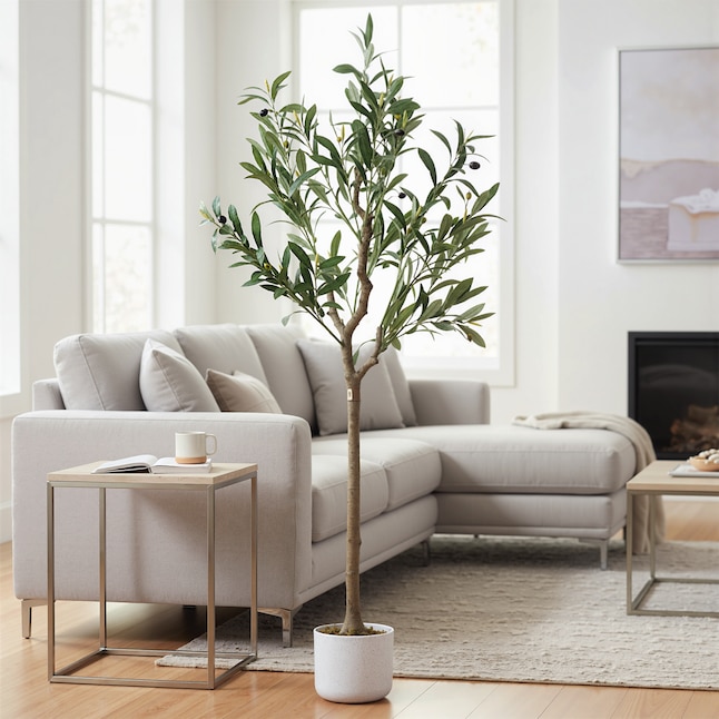Olive Tree product view