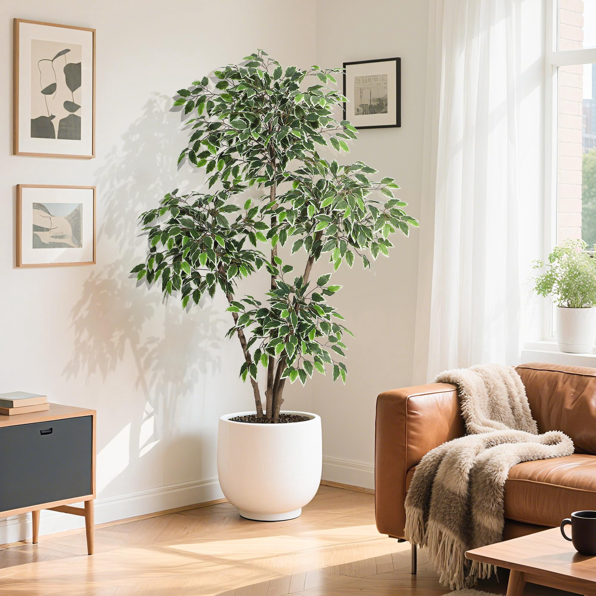 Ficus Tree product view