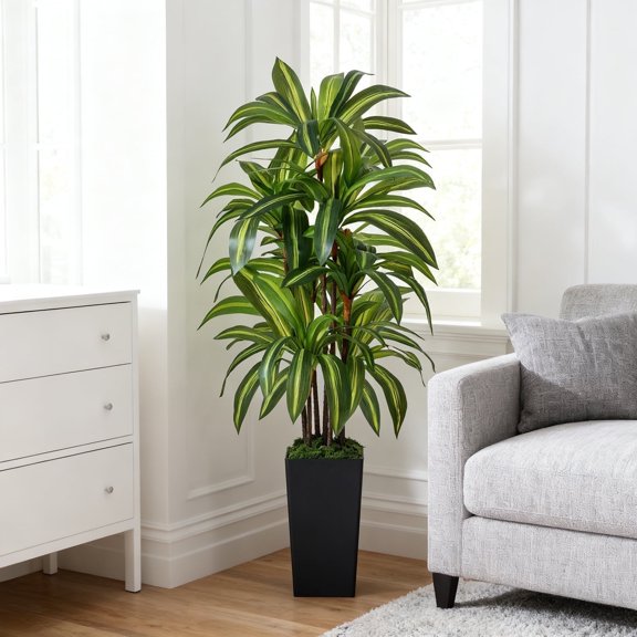 Dracaena Tree styled selling photo
